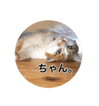 保護猫ふれあいサロンOhana  猫がいっぱい（個別スタンプ：38）