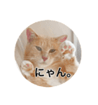 保護猫ふれあいサロンOhana  猫がいっぱい（個別スタンプ：39）