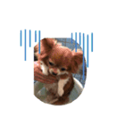愛犬（チワワ）（個別スタンプ：1）