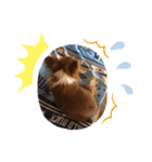 愛犬（チワワ）（個別スタンプ：6）