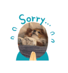 愛犬（チワワ）（個別スタンプ：8）