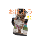 チワワ（cute）（個別スタンプ：1）