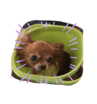 チワワ（cute）（個別スタンプ：4）