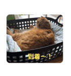 みるくとトム 2（個別スタンプ：23）