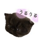かわいいにゃんず（個別スタンプ：8）