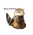 ねこのデッカちん（個別スタンプ：1）