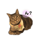 ねこのデッカちん（個別スタンプ：3）