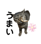 ねこのデッカちん（個別スタンプ：9）