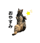 ねこのデッカちん（個別スタンプ：10）