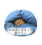 ねこのデッカちん（個別スタンプ：12）