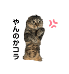 ねこのデッカちん（個別スタンプ：14）