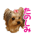 今日もやっぱり、りんちゃんとみくちゃん（個別スタンプ：5）