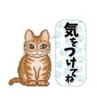 猫たちのスタンプ 1（個別スタンプ：19）