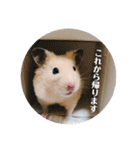 キンクマどんべぇ2（個別スタンプ：3）