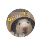 キンクマどんべぇ2（個別スタンプ：7）