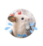 キンクマどんべぇ2（個別スタンプ：8）