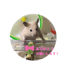 キンクマどんべぇ2（個別スタンプ：9）