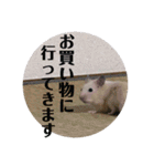 キンクマどんべぇ2（個別スタンプ：11）