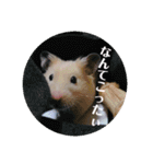 キンクマどんべぇ2（個別スタンプ：15）