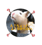 キンクマどんべぇ2（個別スタンプ：16）