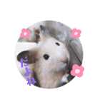 キンクマどんべぇ2（個別スタンプ：19）