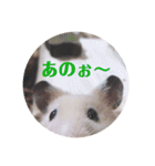 キンクマどんべぇ2（個別スタンプ：20）