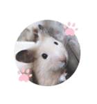 キンクマどんべぇ2（個別スタンプ：21）