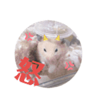 キンクマどんべぇ2（個別スタンプ：24）