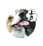 コーギーににむら 第5弾（個別スタンプ：1）