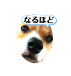 コーギーににむら 第5弾（個別スタンプ：3）