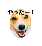 コーギーににむら 第5弾（個別スタンプ：4）