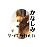コーギーににむら 第5弾（個別スタンプ：5）