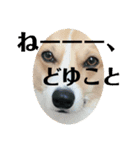コーギーににむら 第5弾（個別スタンプ：6）