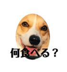 コーギーににむら 第5弾（個別スタンプ：7）