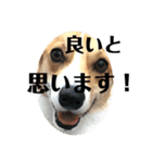 コーギーににむら 第5弾（個別スタンプ：8）