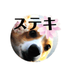 コーギーににむら 第5弾（個別スタンプ：9）