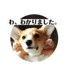 コーギーににむら 第5弾（個別スタンプ：10）