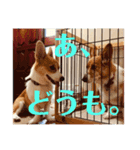 コーギーににむら 第5弾（個別スタンプ：12）