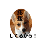 コーギーににむら 第5弾（個別スタンプ：13）