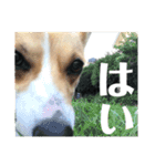 コーギーににむら 第5弾（個別スタンプ：14）