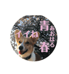 コーギーににむら 第5弾（個別スタンプ：15）