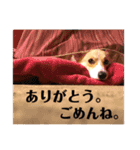 コーギーににむら 第5弾（個別スタンプ：16）