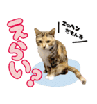 みけねこの小町 vol.2 ワガママ編（個別スタンプ：1）