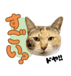 みけねこの小町 vol.2 ワガママ編（個別スタンプ：2）