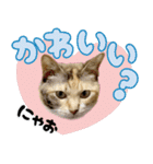 みけねこの小町 vol.2 ワガママ編（個別スタンプ：4）