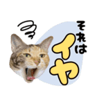 みけねこの小町 vol.2 ワガママ編（個別スタンプ：5）
