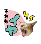 みけねこの小町 vol.2 ワガママ編（個別スタンプ：6）