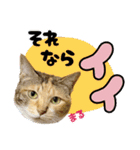 みけねこの小町 vol.2 ワガママ編（個別スタンプ：7）
