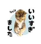 みけねこの小町 vol.2 ワガママ編（個別スタンプ：8）