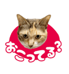 みけねこの小町 vol.2 ワガママ編（個別スタンプ：9）